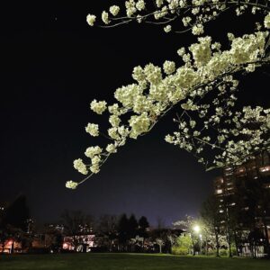 満開の夜桜2022