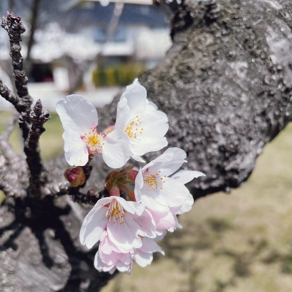 初夏の陽気