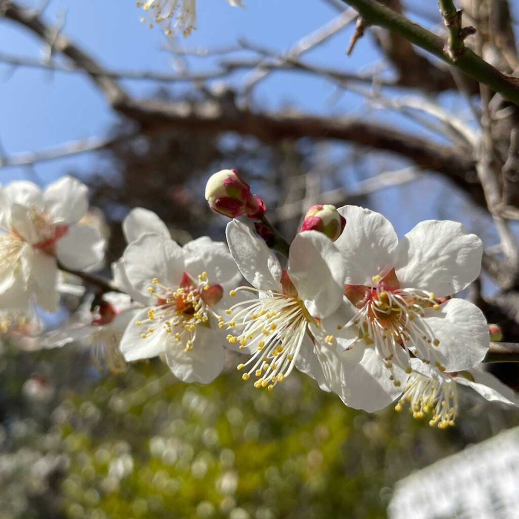 開成山公園 2023