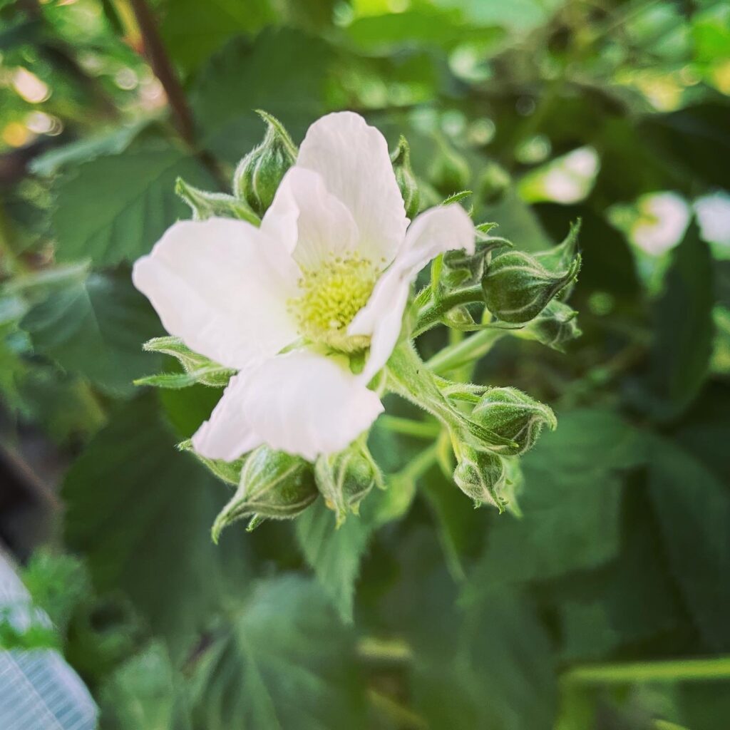 ブラックベリーの花