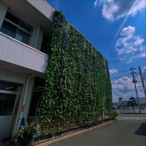 くらばグリーンカーテン2025