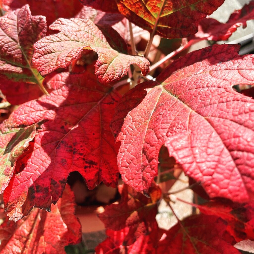 紫陽花の紅葉