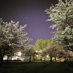 満開の夜桜2022