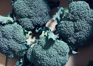 くらば菜園2025ブロッコリー