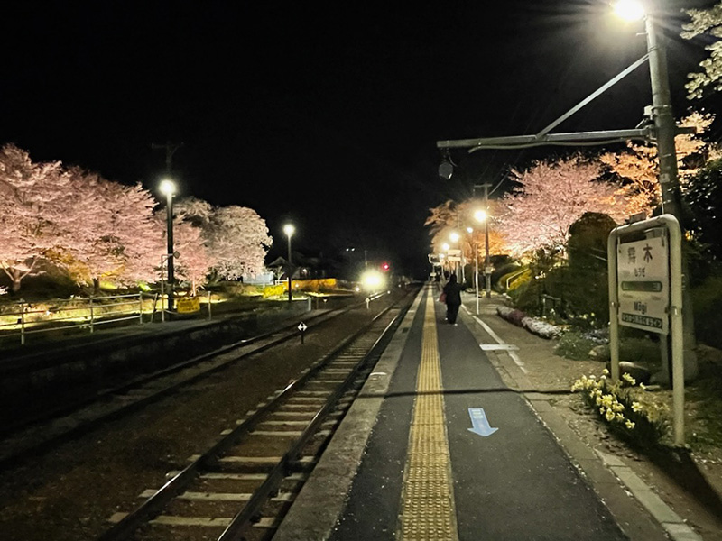 桜のライトアップ＠舞木駅