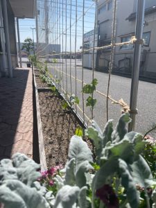 くらばグリーンカーテンプロジェクト2025