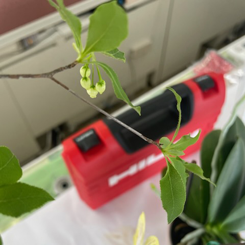 ドウダンツツジ