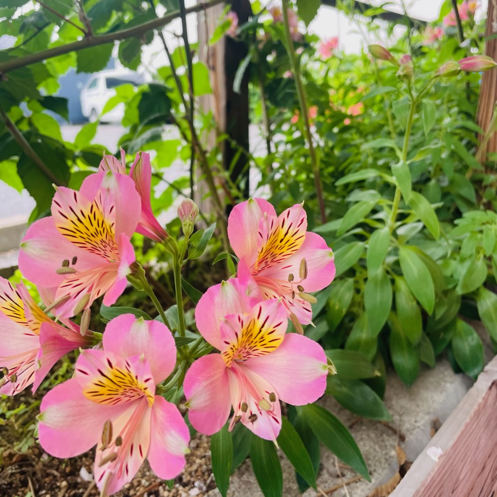 花を摘み、活ける楽しみ