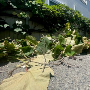 やまぶどう