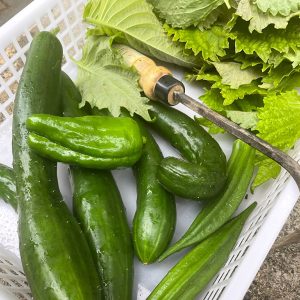 くらば菜園.キュウリ