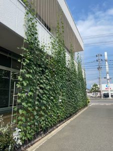 kuraba green curtain project 2025