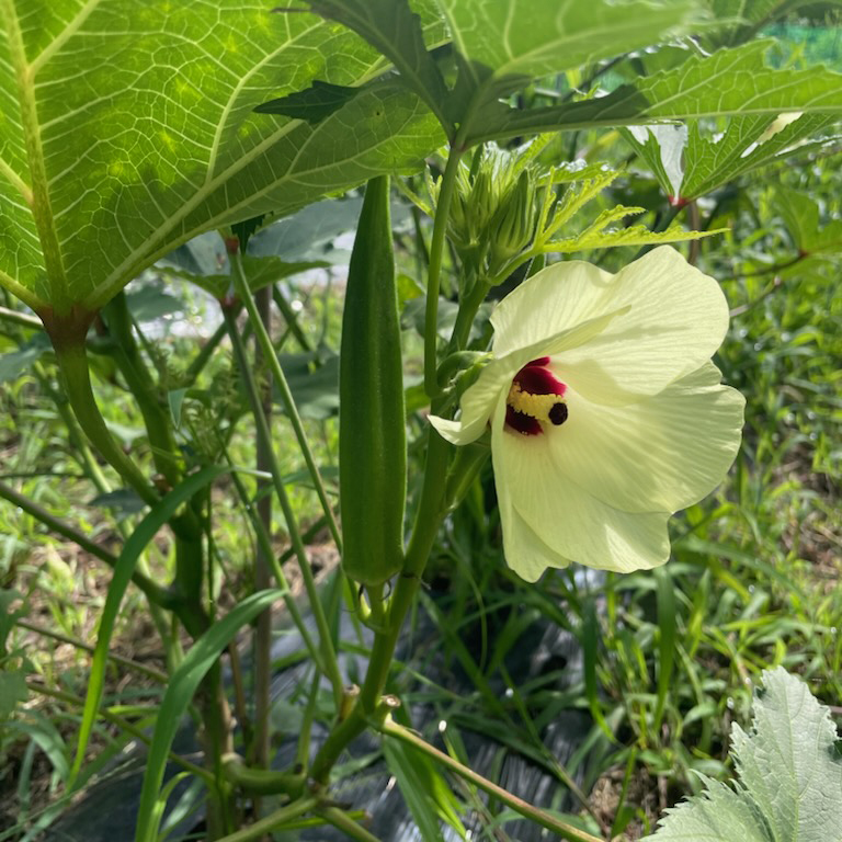 くらば菜園