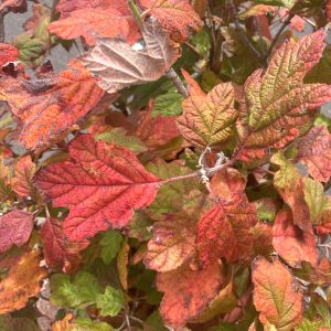 アジサイ紅葉