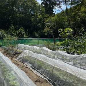 くらば菜園2025