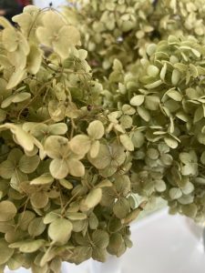 アナベルのドライフラワー