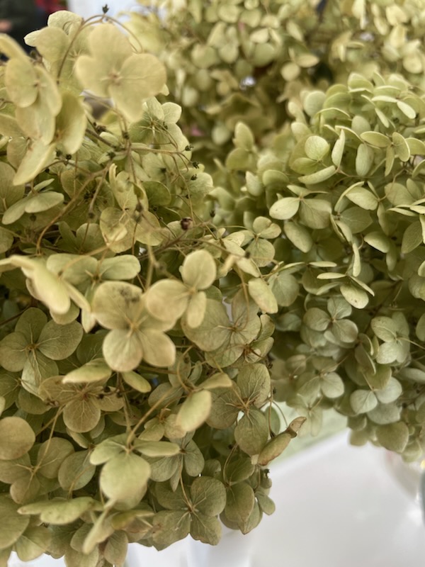 ドライフラワー