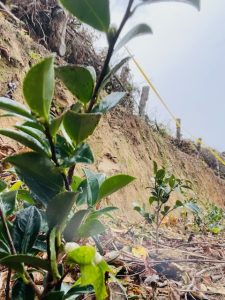 第8回ふくしま植樹祭