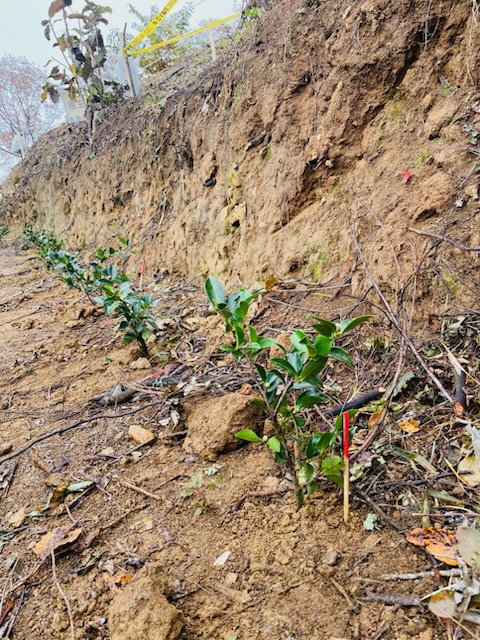 第8回ふくしま植樹祭