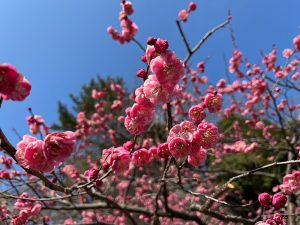 皇居東御苑の梅