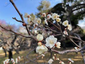皇居東御苑の梅