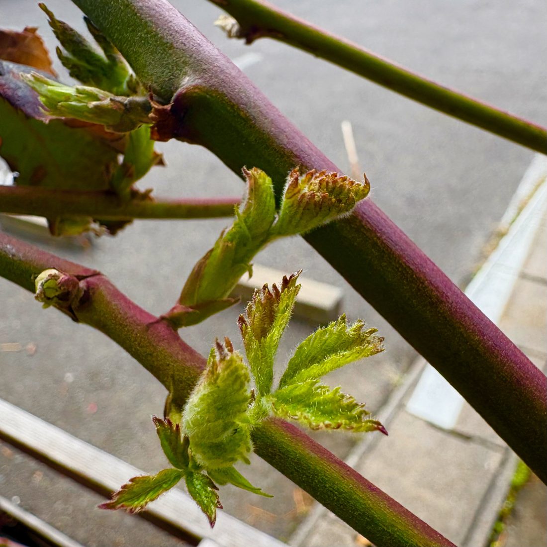 二十四節季「清明」