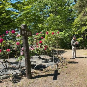 須賀川牡丹園