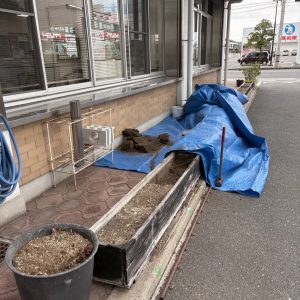 グリーンカーテン準備