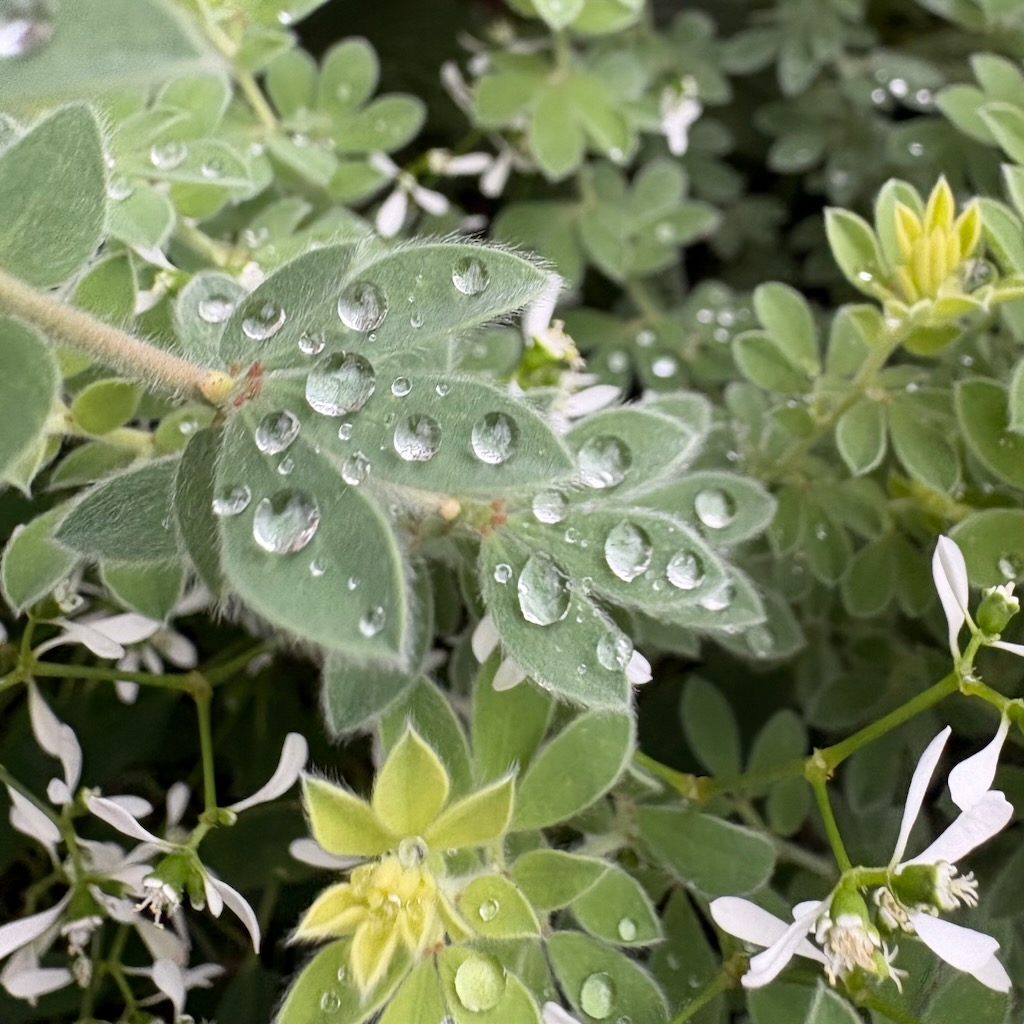 梅雨と水滴