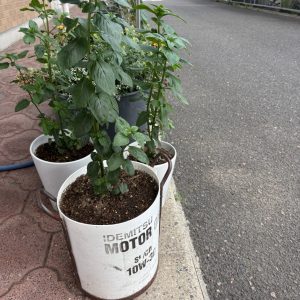 ニホンハッカ