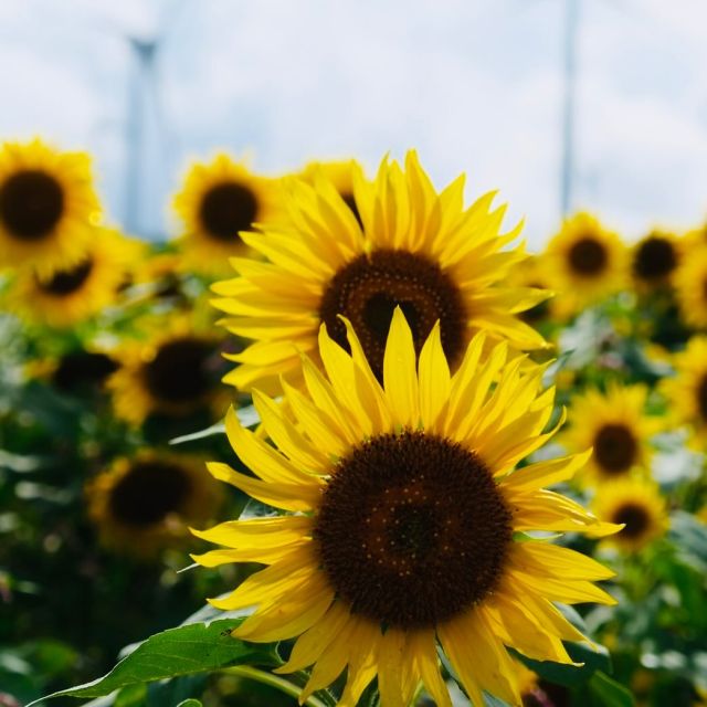 7月6日日曜日に開催されるイベント"かえっこ"のご案内。
わたしじかんは、"向日葵のロゼット🌻を作ろう"ワークショップを予定してます。
#わたしじかん #watashijikan #ラクバリ #ワークショップ #かえっこ南相馬